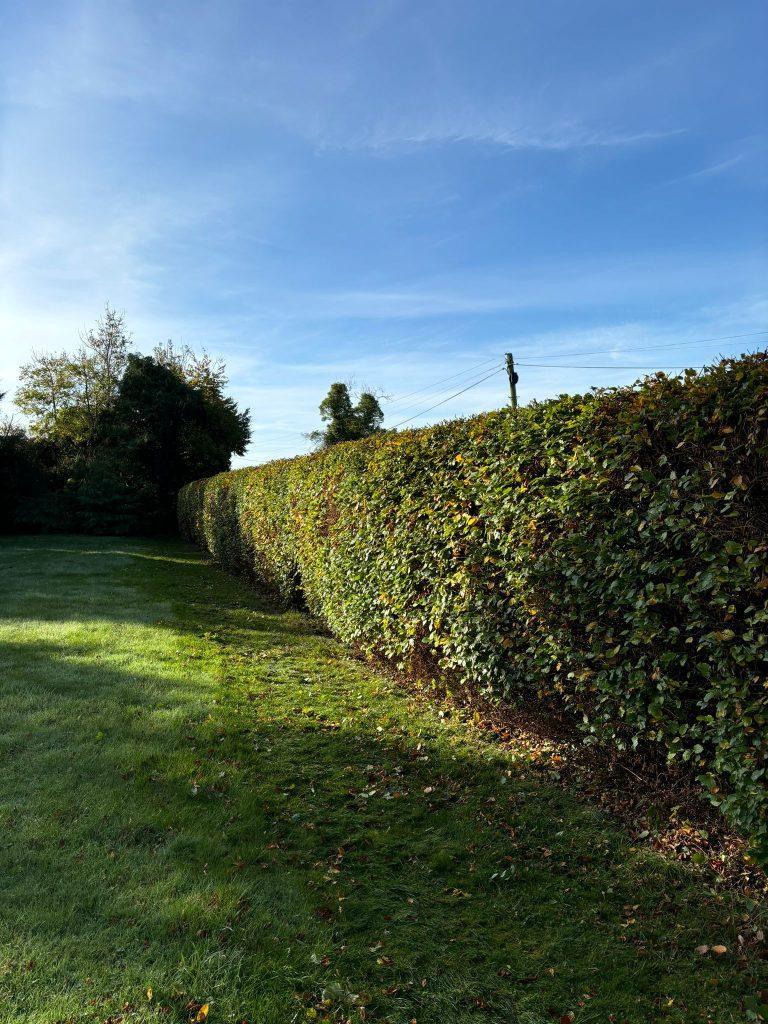 Handheld hedge cutting 1
