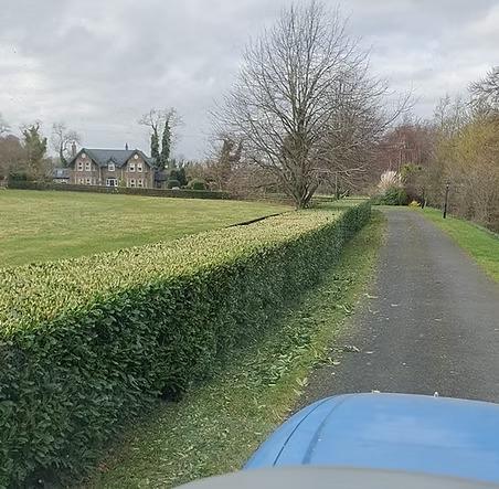 Drive way hedge cut